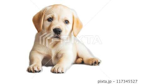 (透過PNG) 無邪気な子犬の目、ソフトフォーカス、暖かく居心地の良い雰囲気 (透過PNG) 無邪気な子犬の目、ソフトフォーカス、暖かく居心地の良い雰囲気 117345527