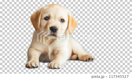 (透過PNG) 無邪気な子犬の目、ソフトフォーカス、暖かく居心地の良い雰囲気 (透過PNG) 無邪気な子犬の目、ソフトフォーカス、暖かく居心地の良い雰囲気 117345527
