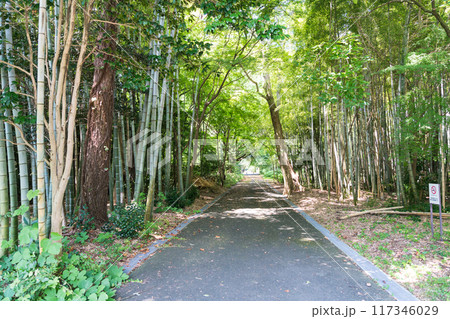 国立天文台 竹林と路地 夏晴れの青空 東京都三鷹市 国立天文台 竹林と路地 夏晴れの青空 東京都三鷹市 117346029