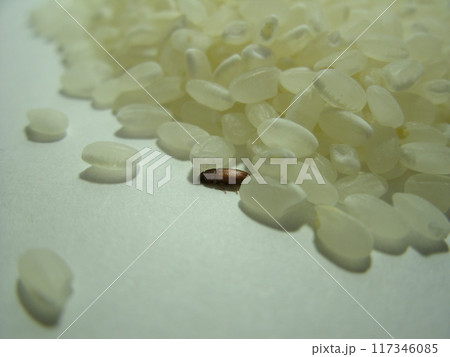 穀物の粉を食べて被害を与える小さな害虫、コクヌストモドキ 117346085