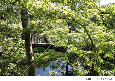 和歌山城西之丸庭園の夏の朝 和歌山城西之丸庭園の夏の朝 117346208