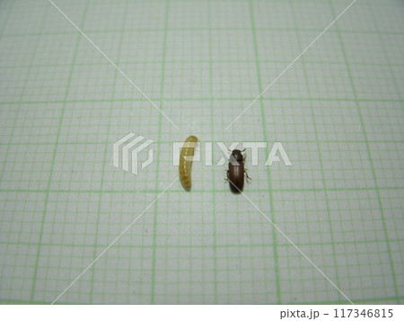 米袋に発生していた小さい茶色の害虫、コクヌストモドキの成虫と幼虫の体長比較 117346815