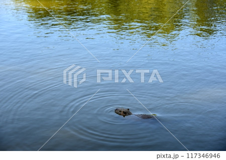 ヌートリア 伊丹市緑ヶ丘公園 ヌートリア 伊丹市緑ヶ丘公園 117346946