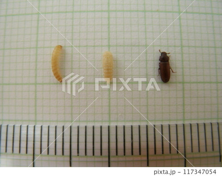 貯穀害虫コクヌストモドキの幼虫、蛹、成虫の体長比較 117347054