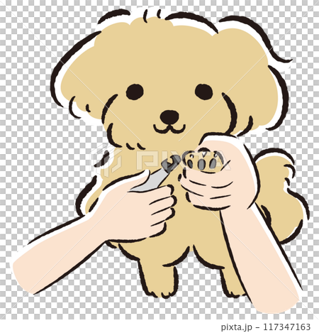 Hand-drawn illustration of a toy poodle clipping its nails 117347163