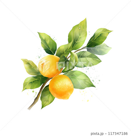 Lemons with leaves, isolated on white background. Hand drawn illustration 117347186