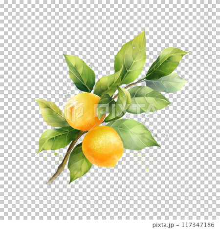 Lemons with leaves, isolated on white background. Hand drawn illustration 117347186