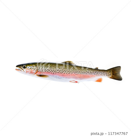 Raw trout whole speckled skin captured from the side Food and culinary concept 117347767