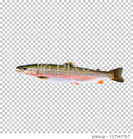 Raw trout whole speckled skin captured from the side Food and culinary concept 117347767