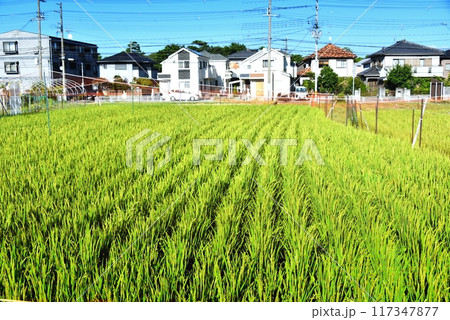 住宅街の中に広がる田んぼ 住宅街の中に広がる田んぼ 117347877