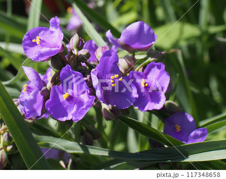 春の日ざしを浴びたムラサキツユクサの花々 春の日ざしを浴びたムラサキツユクサの花々 117348658