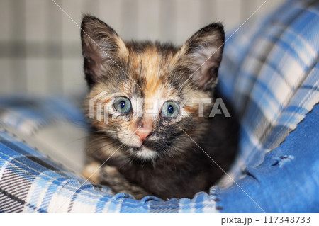 A calico kitten with blue eyes is laying on a cozy blanket A calico kitten with blue eyes is laying on a cozy blanket 117348733