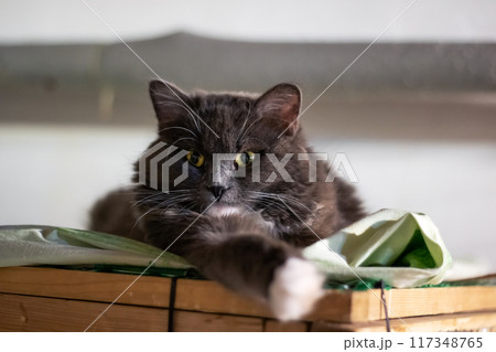 A gray cat with striking yellow eyes is comfortably laying on a wooden box A gray cat with striking yellow eyes is comfortably laying on a wooden box 117348765