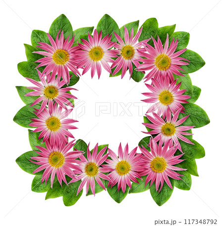 Pink chrysanthemum flowers and green leaves in a floral frame isolated on white 117348792