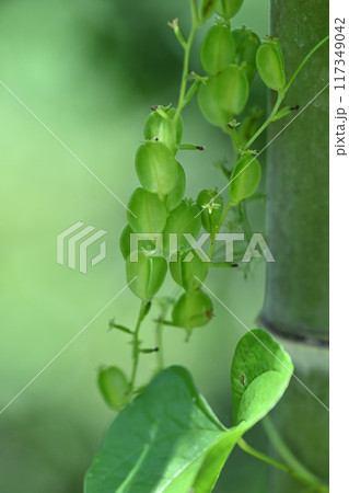 ヤマイモ（自然薯）の雌花 117349042