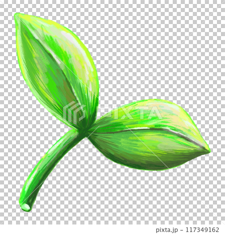 Leaf in detailed drawing illustration in white background 117349162