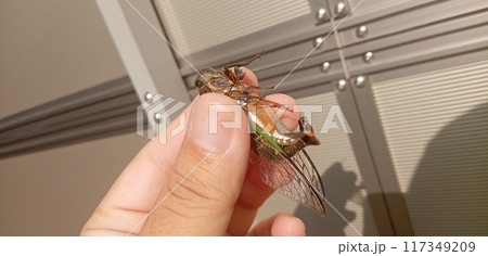 クマゼミの生殖器 117349209