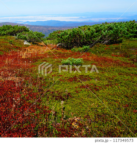 北海道 旭岳 紅葉 北海道 旭岳 紅葉 117349573