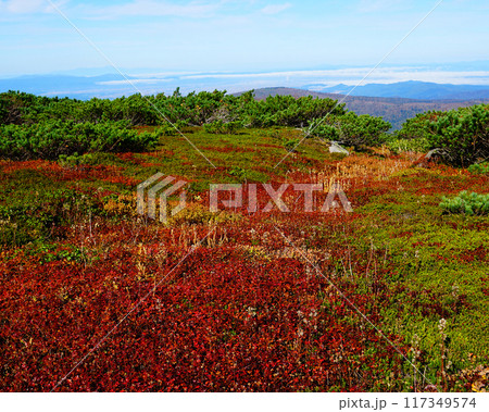 北海道　旭岳　紅葉 117349574