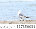 砂浜を歩くウミネコ 117350031