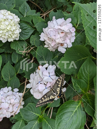 黒いアゲハチョウと紫陽花 117350295