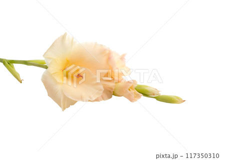 beautiful bright gladiolus flower isolated on white 117350310