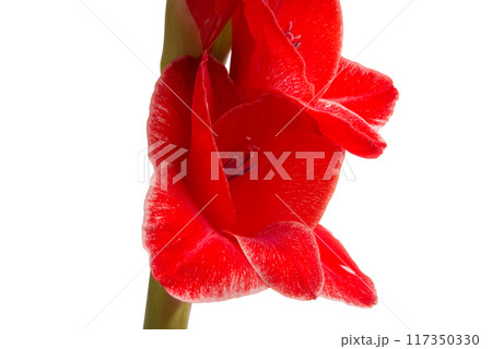 beautiful bright gladiolus flower isolated on white 117350330
