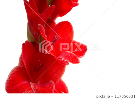 beautiful bright gladiolus flower isolated on white 117350331
