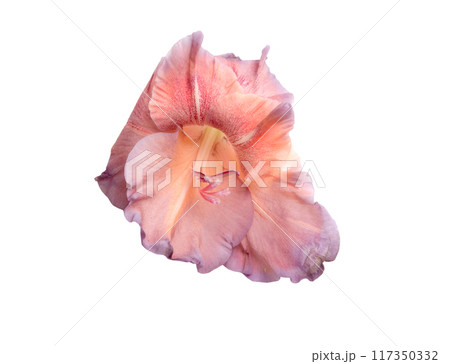 beautiful bright gladiolus flower isolated on white 117350332