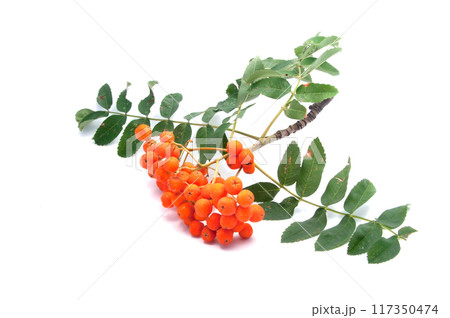 bright healthy rowan isolated on the white 117350474