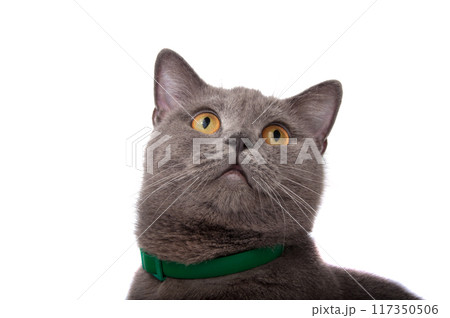 blue gray british cat isolated on the white blue gray british cat isolated on the white 117350506