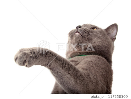 blue gray british cat isolated on the white 117350509