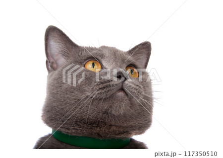 blue gray british cat isolated on the white 117350510
