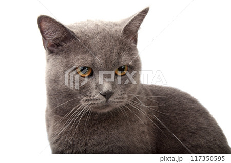 blue gray british cat on the white blue gray british cat on the white 117350595