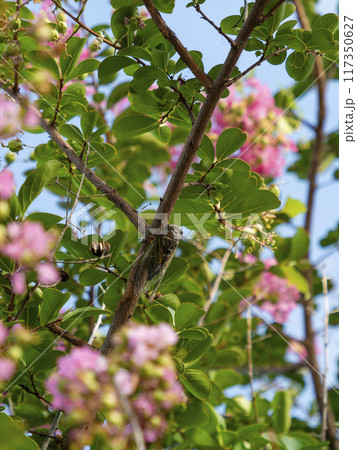 百日紅の花とクマゼミ 117350627