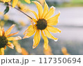 雨に濡れる花 117350694
