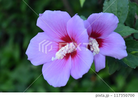 タチアオイの花 117350700