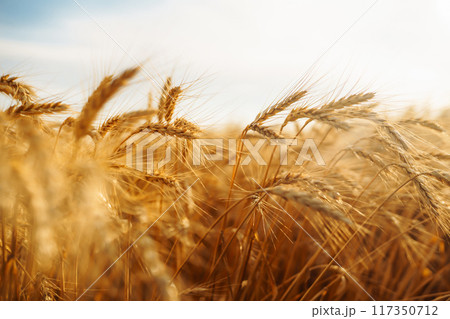Amazing background of ripening ears of yellow wheat field against the blue sky. Agricultural farm. Amazing background of ripening ears of yellow wheat field against the blue sky. Agricultural farm. 117350712