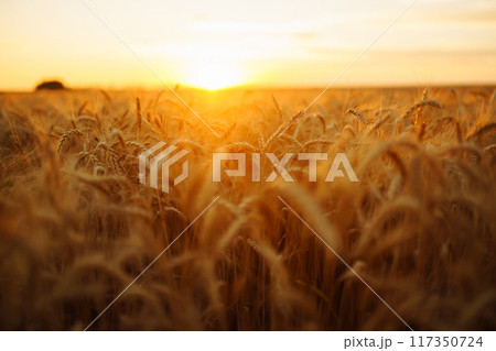 Sunbeams of the setting sun on a golden wheat field. harvest nature growth. Harvesting. Sunbeams of the setting sun on a golden wheat field. harvest nature growth. Harvesting. 117350724