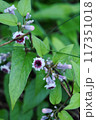 ヘクソカズラの花 117351018