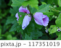 雨に濡れたタチアオイの蕾 117351019