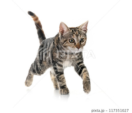 little cat in studio 117351027