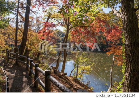 紅葉に染まる震生湖 神奈川県秦野市 紅葉に染まる震生湖 神奈川県秦野市 117351134