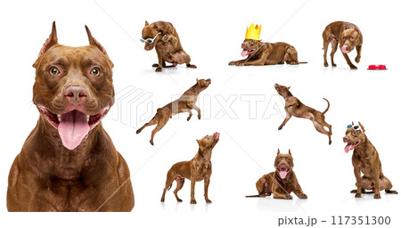 Collage made with adorable, purebred, brown dog, playful Pit Bull Terrier in various poses and with different accessories isolated on white background 117351300