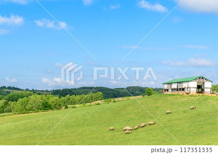 道北の羊牧場 117351335