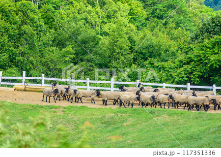 道北の羊牧場 道北の羊牧場 117351336