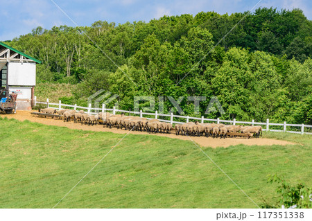 道北の羊牧場 117351338