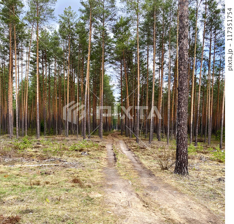 Country road in a wood 117351754