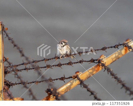 空港の有刺鉄線とスズメ 空港の有刺鉄線とスズメ 117351926
