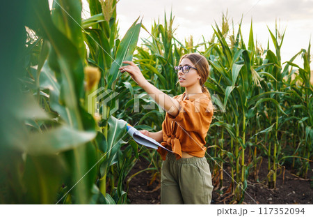 Farmer woman stands in field, inspects green corn plantation. Agricultural industry. Harvest concept Farmer woman stands in field, inspects green corn plantation. Agricultural industry. Harvest concept 117352094